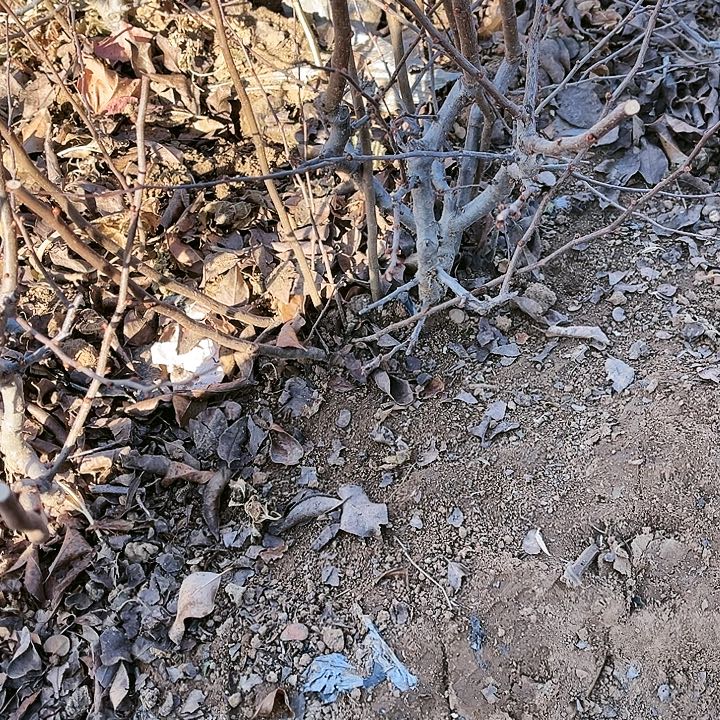 一***世无花朵无花朵无果实无花梗