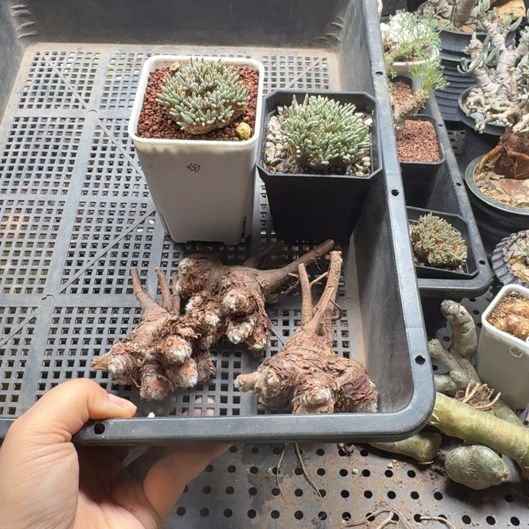 Y***n组合专拍556仙人掌