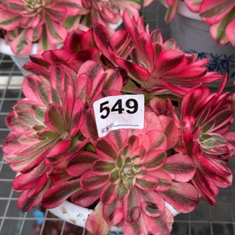 549倾城朵朵16厘米左右