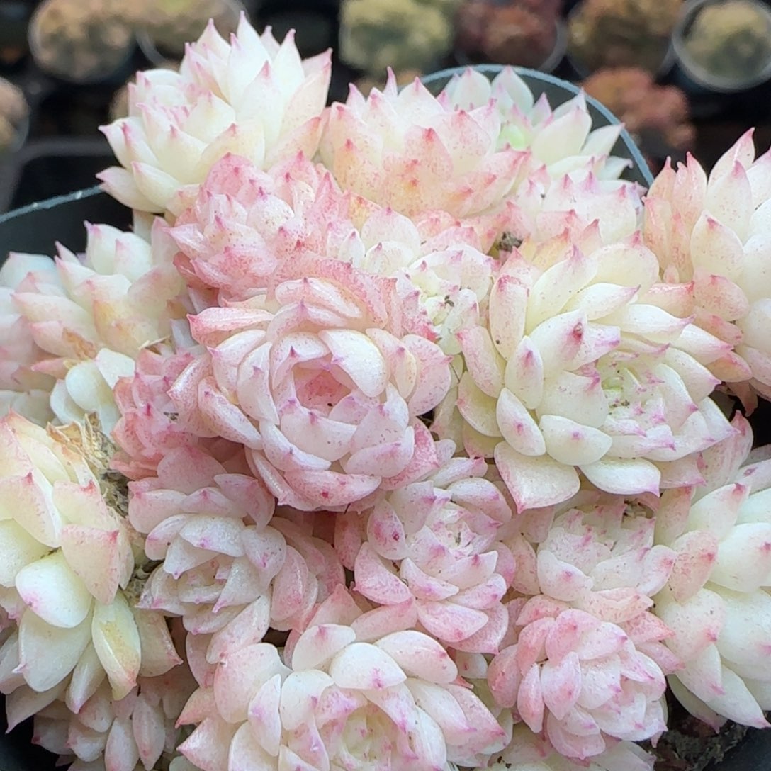 花语逸镜0310-476散