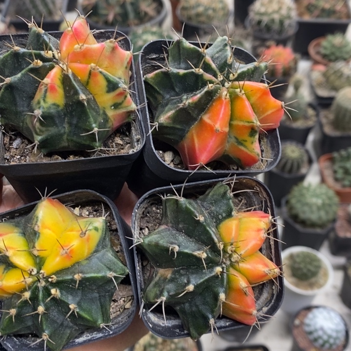 实生牡丹锦四颗特价