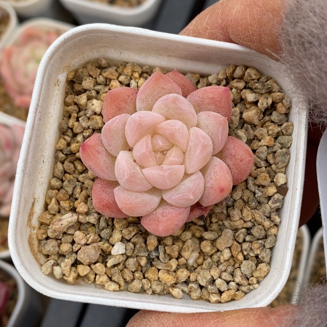 精品多肉一物一拍不包整133