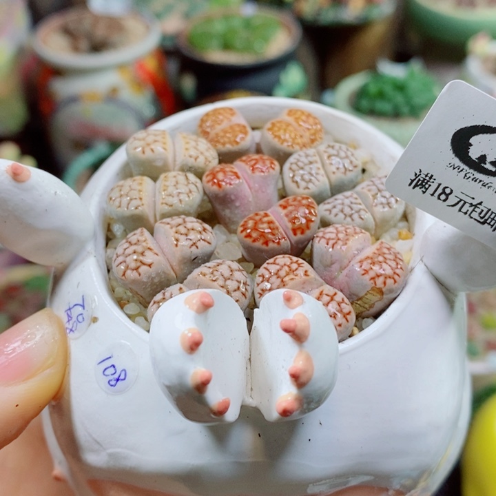 颜***.生石花花花花花花613