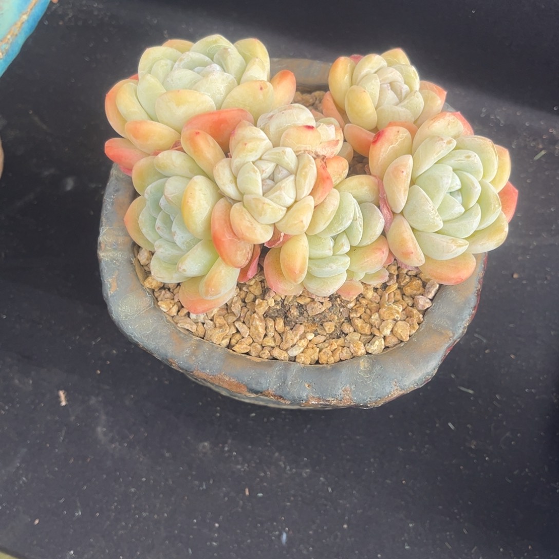 L****ljy姐的奶油冰玉一物一拍