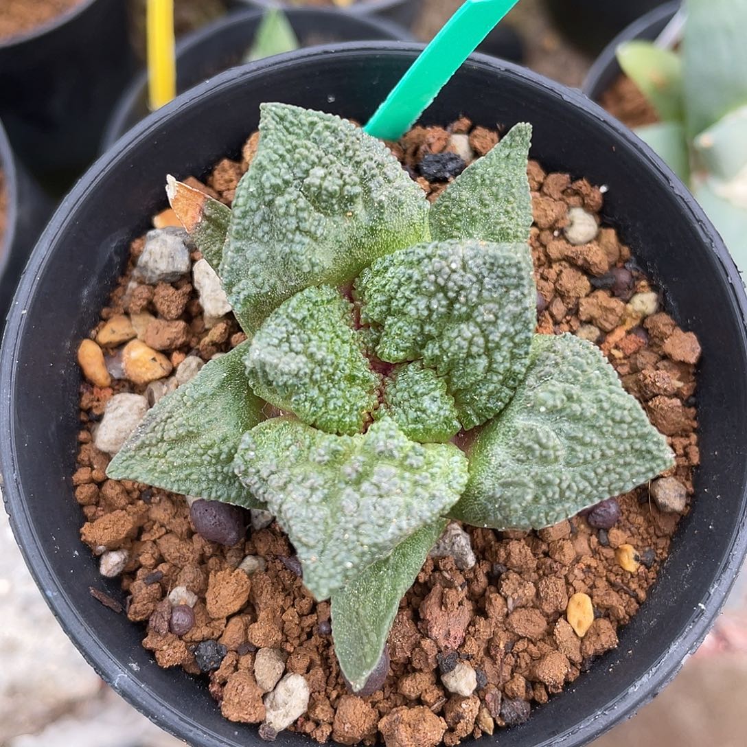 实生细颗粒哥斯拉