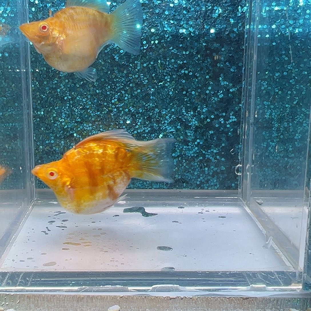 孔雀鱼可可大理石玛丽一对0029