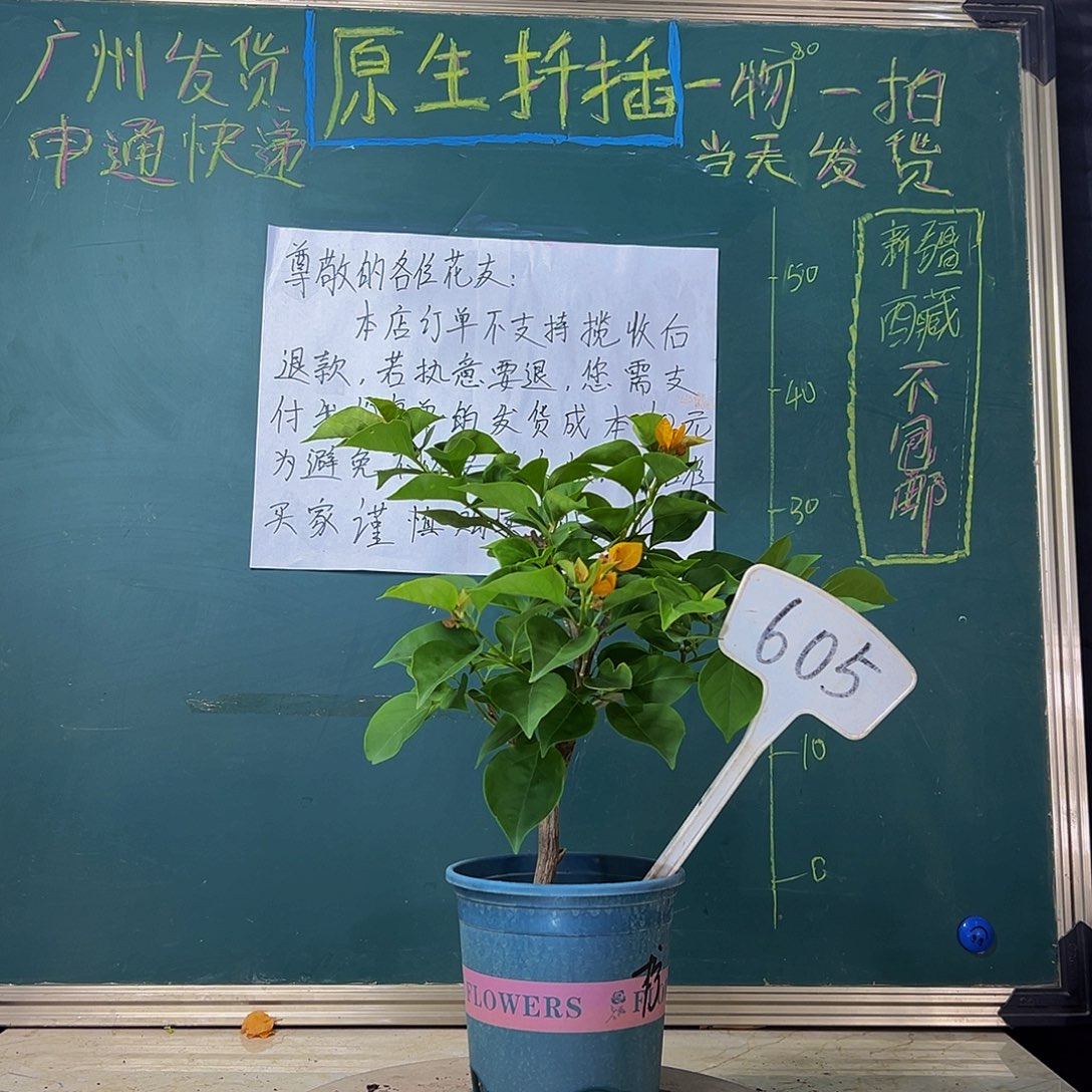 当前无花栽培后可以开花  柠檬黄  605