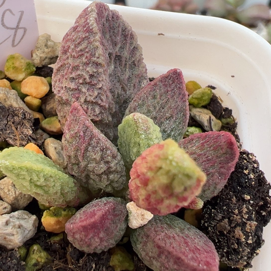 粉色竖条纹实生新品大苗