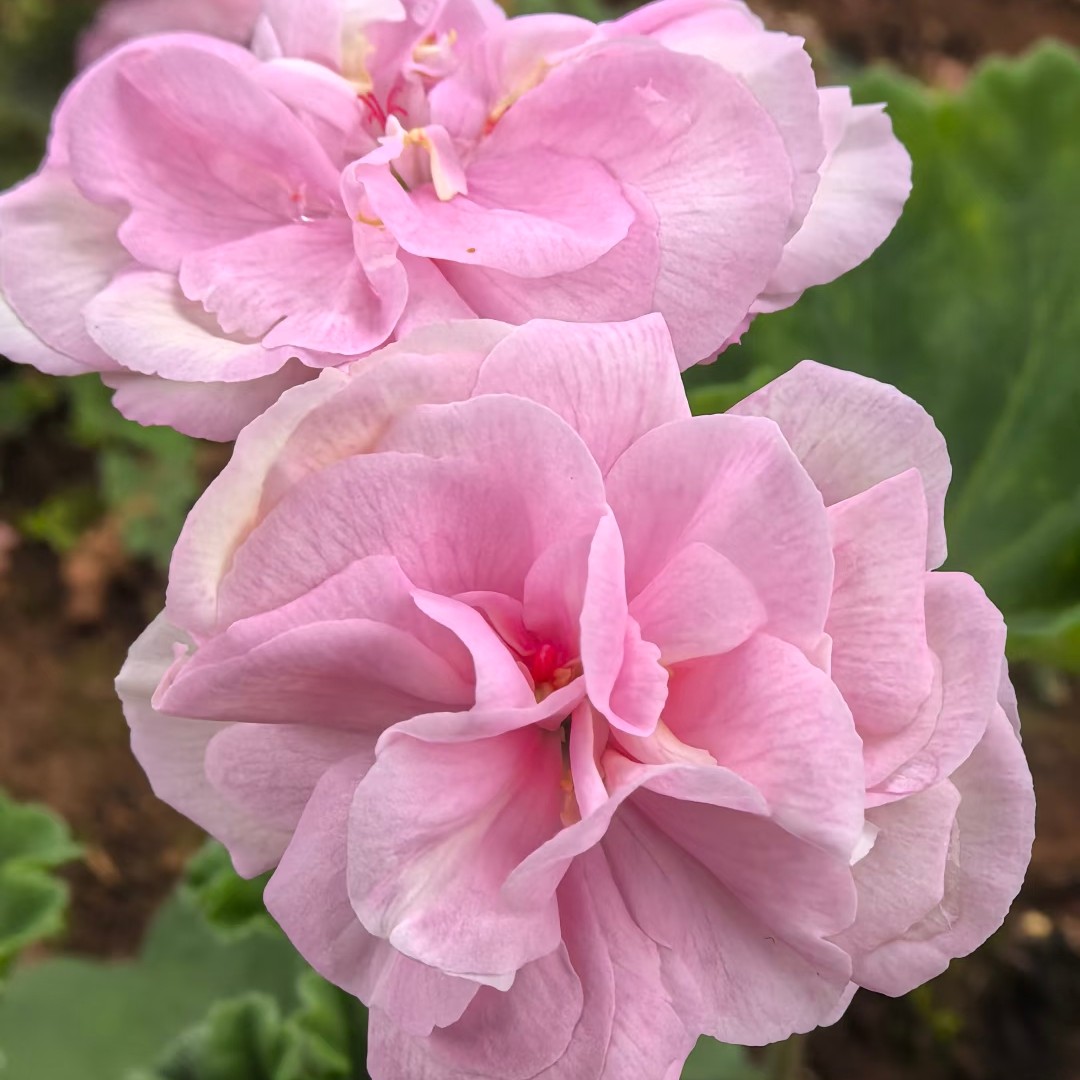 【长发公主】直立天竺葵