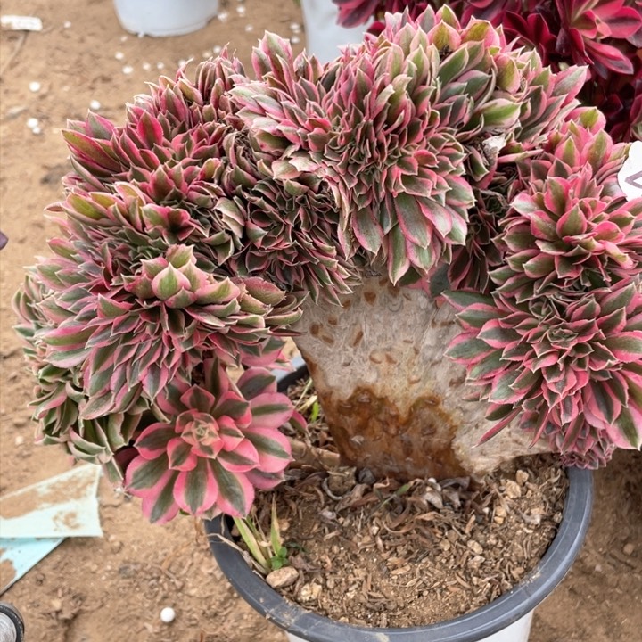 482多肉植物女巫缀有伤