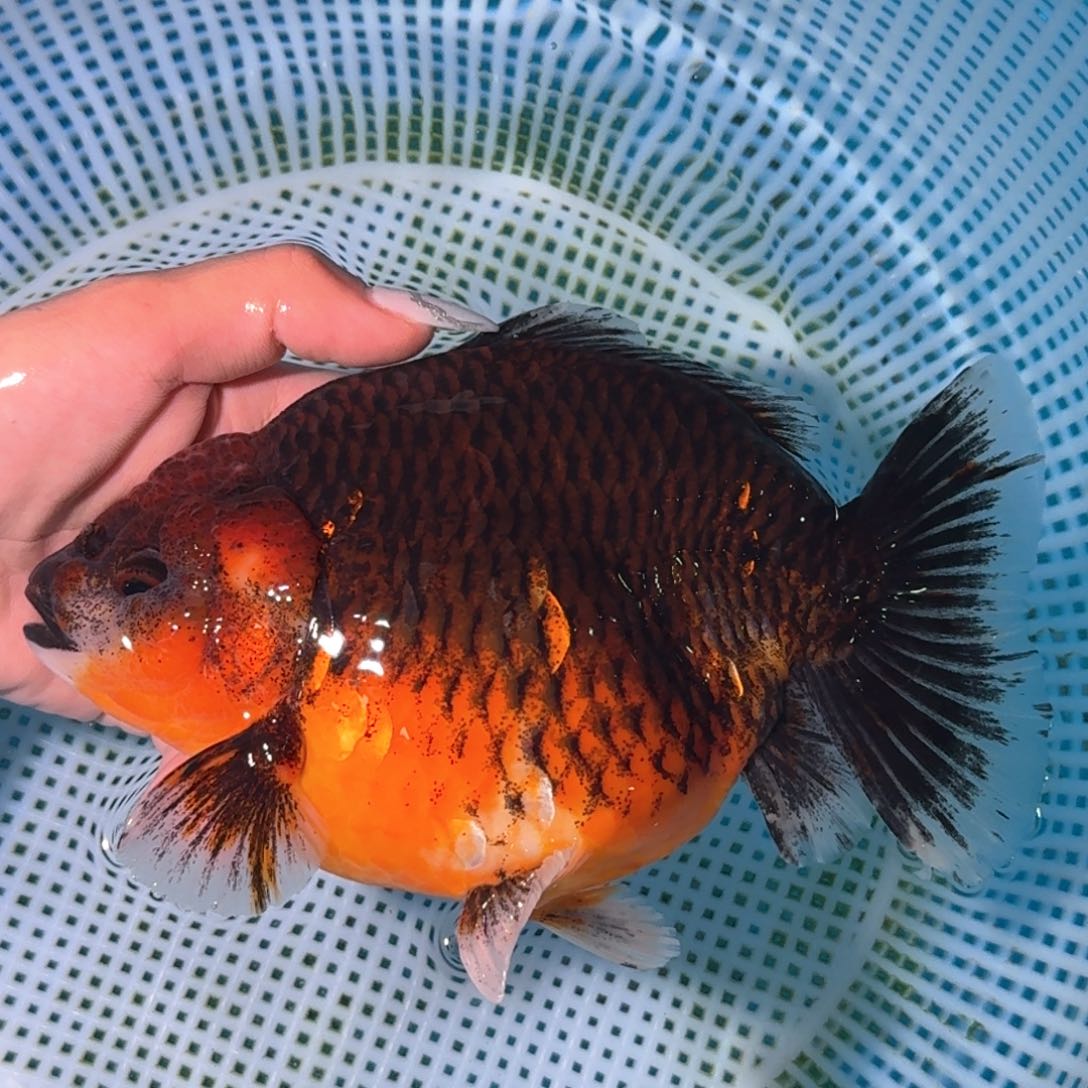 金鱼类不分公母17