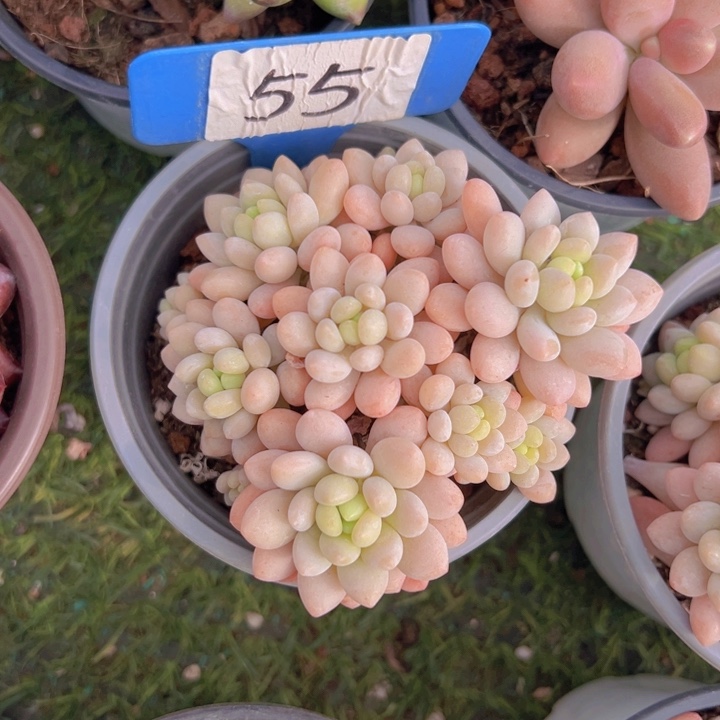 健健康康平平安安