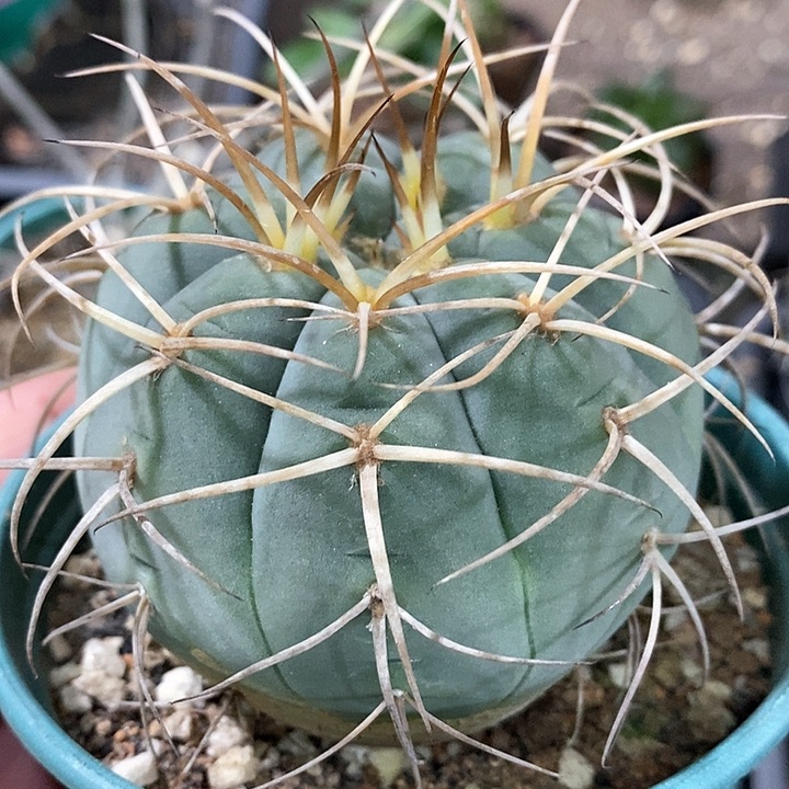 孤品实生包刺伏刺光琳玉7.3cm年终福利