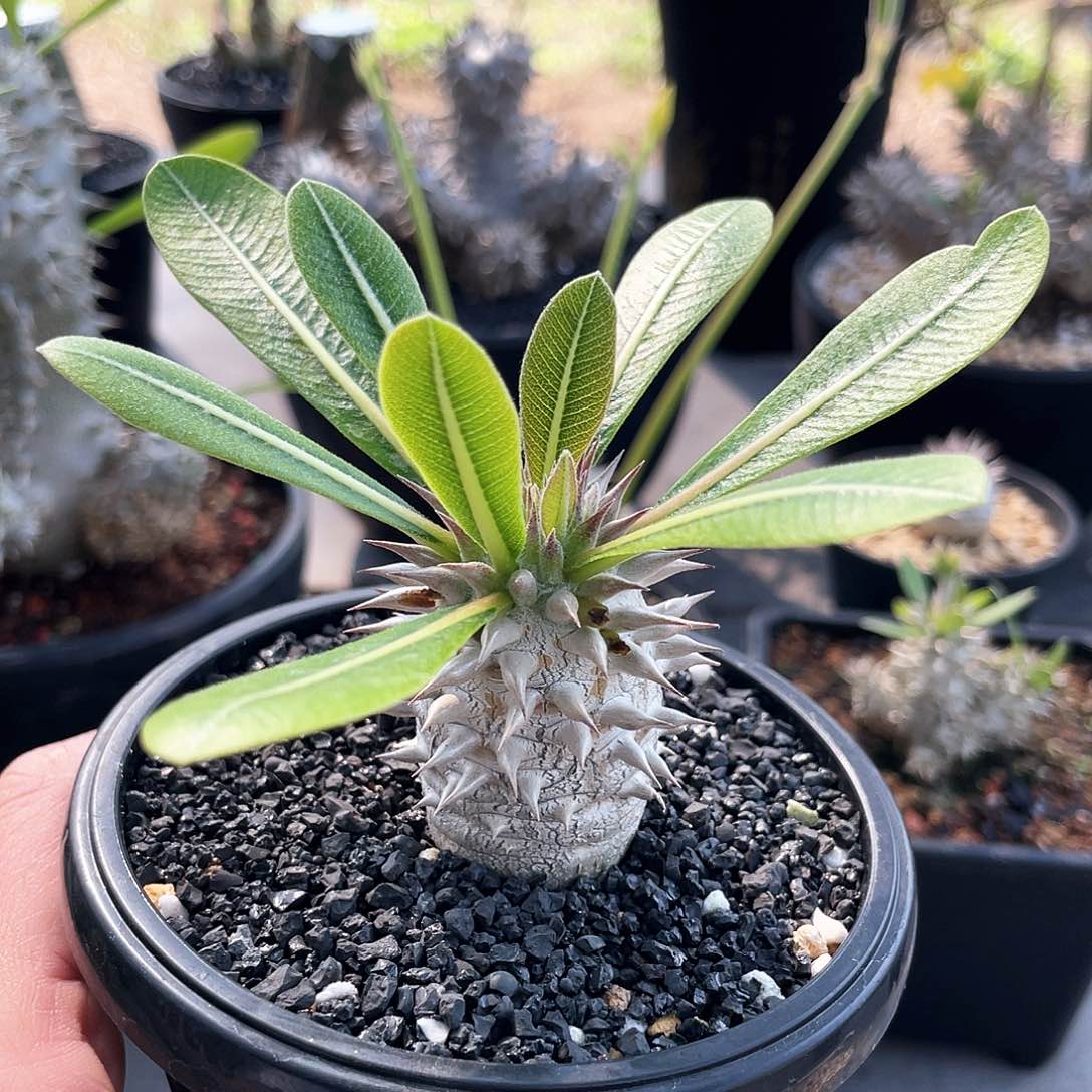 666666666666666666666