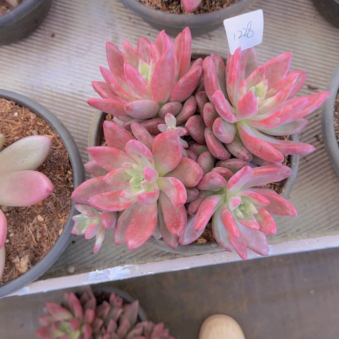 雷***心1228合肥多肉植物多肉