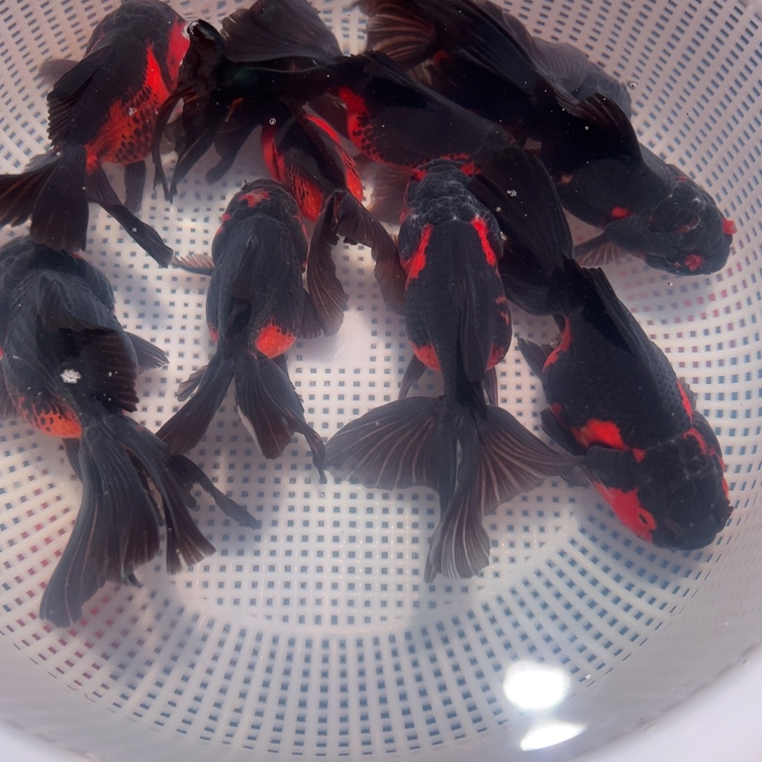 金鱼冷水观赏鱼混搭