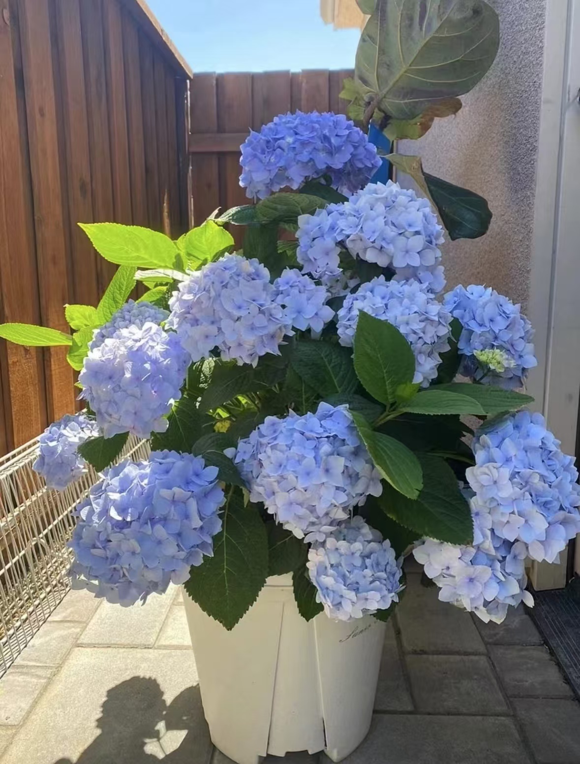 绣球花麦芽糖四季开花盆栽庭院室内好养花卉植物关门紫阳花