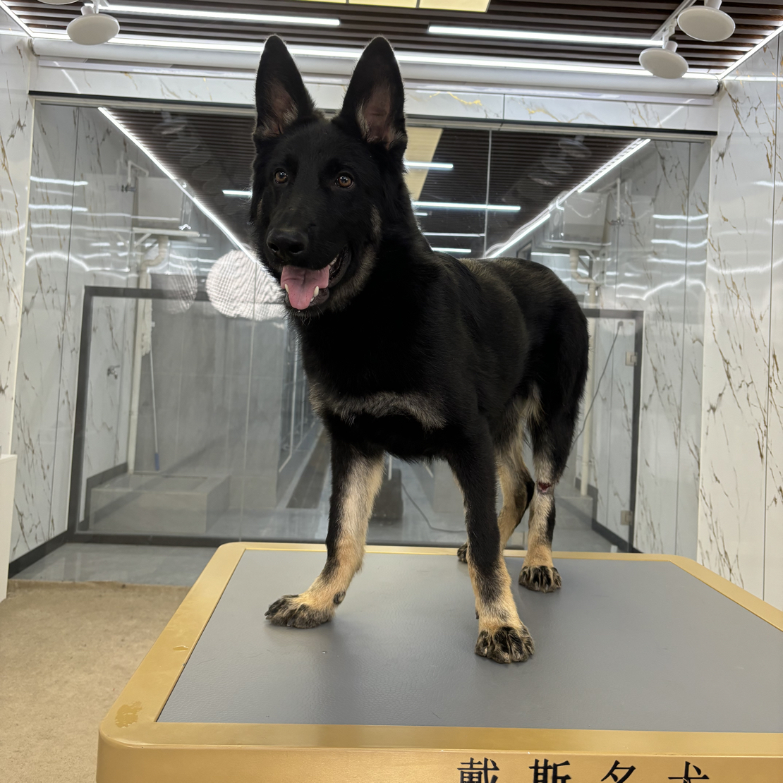 【戴斯名犬】东德牧羊犬 活体 狗狗 