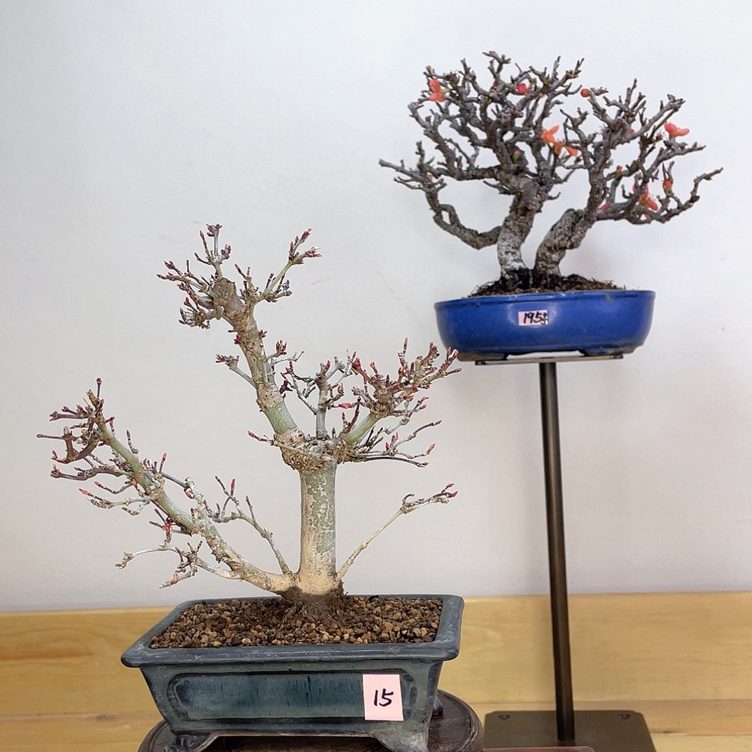 木本出猩猩红枫盆栽盆栽