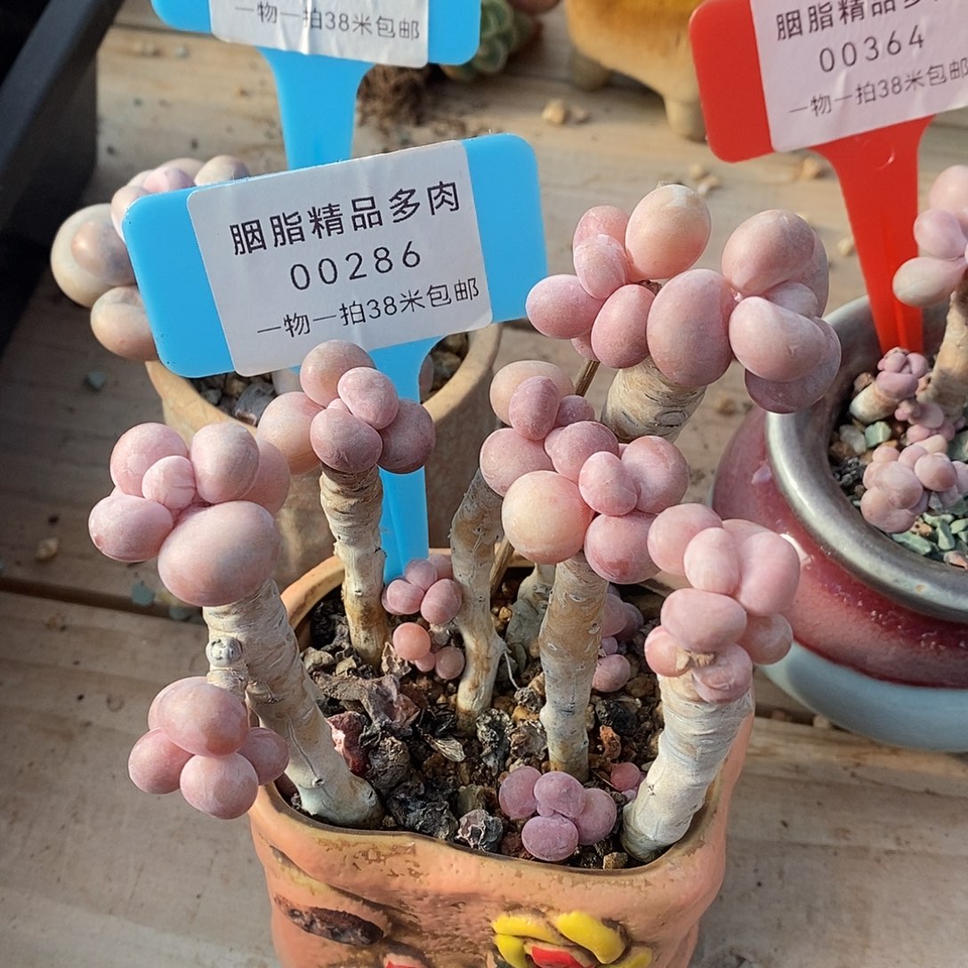 00286安与咯哦哦哦哦哦