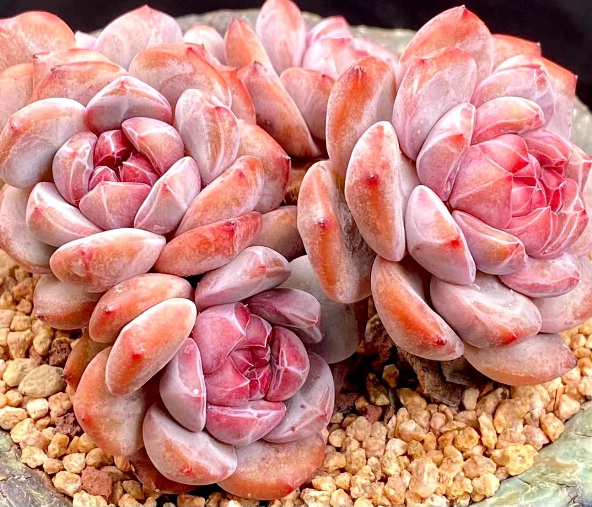 1月3日201~300云南精品多肉