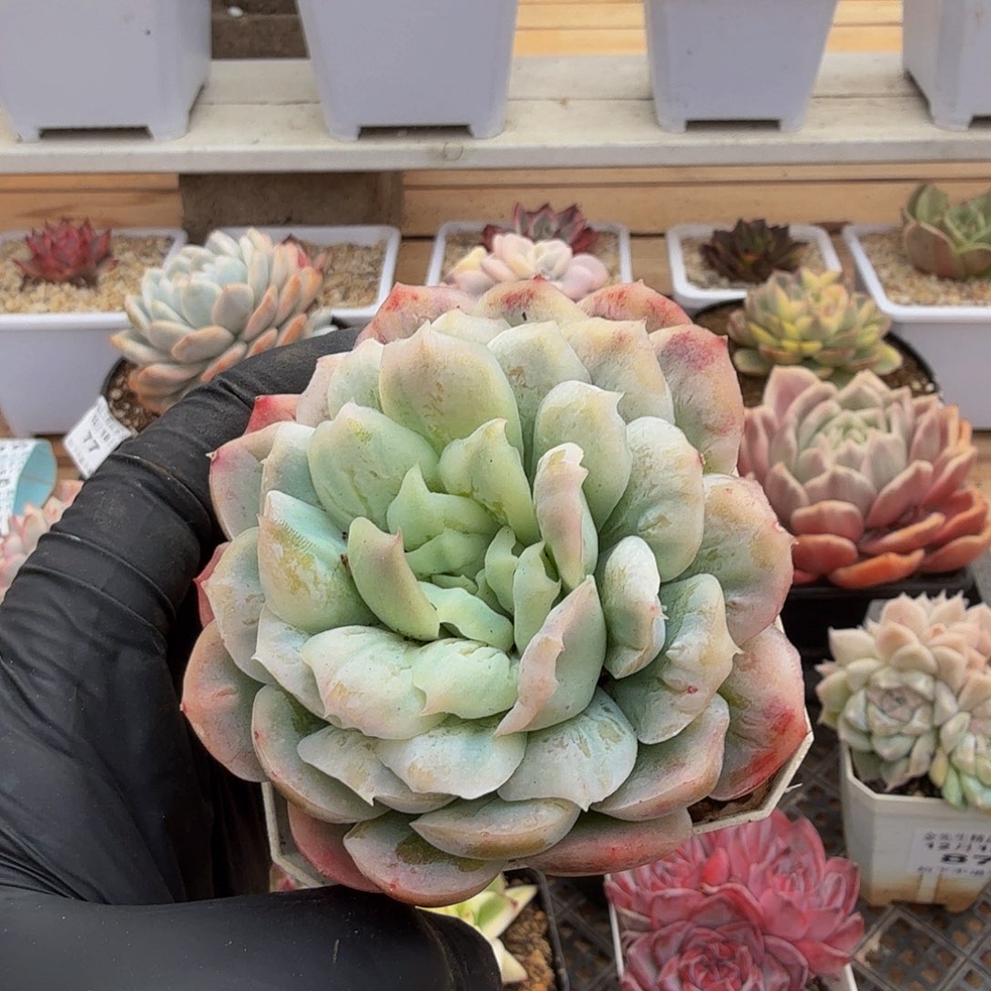 1218-92泡泡纱裙单头