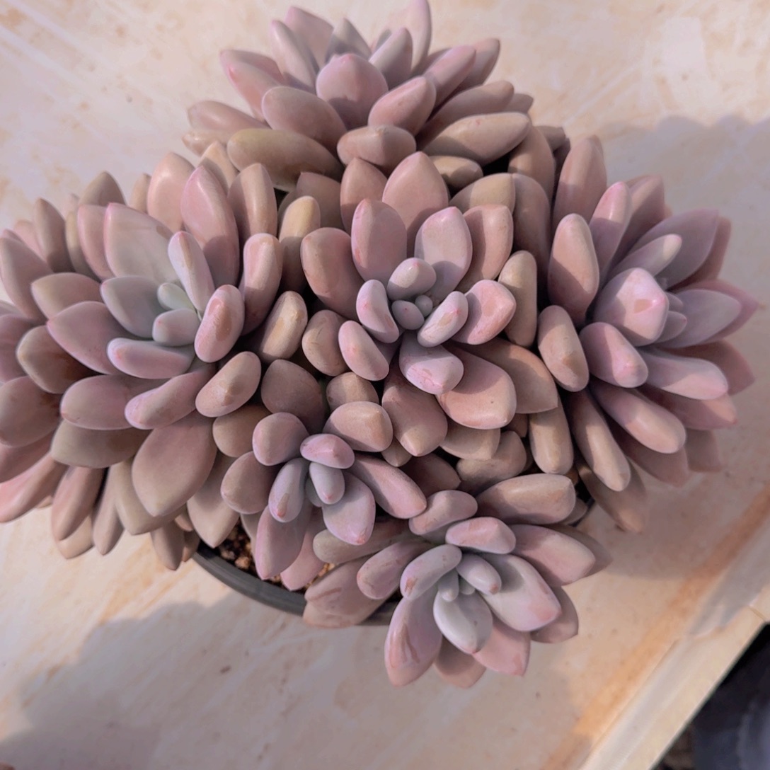 一***州2802原始美人多肉植物