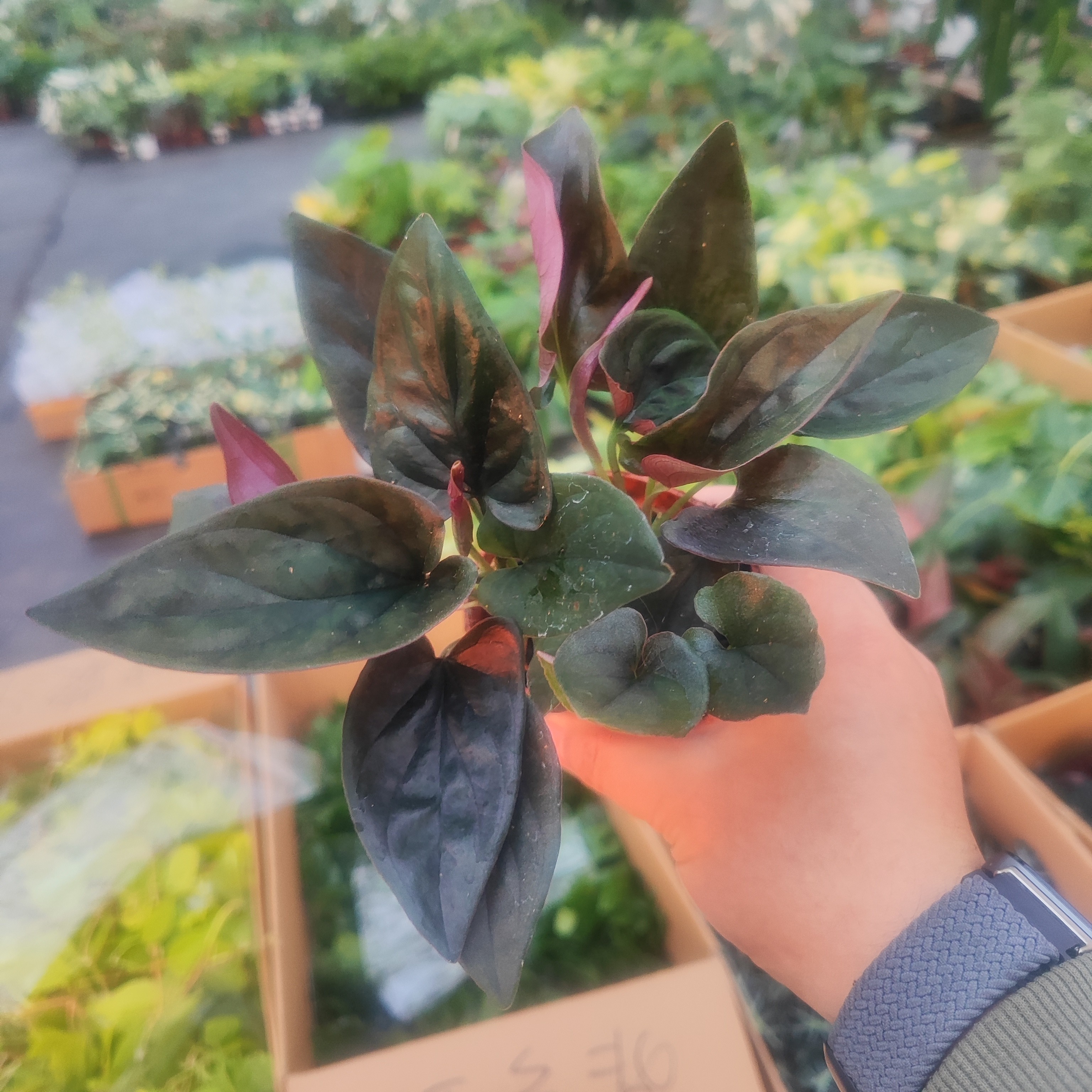 铜叶合果芋（tyhgy 田园里）厚实的叶片，金属光泽的合果芋小众新品