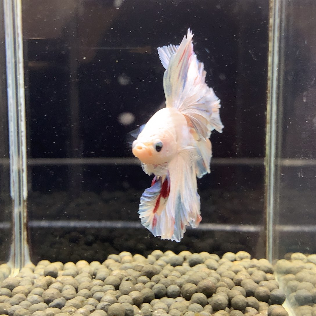 斗鱼七弟泰国斗鱼130