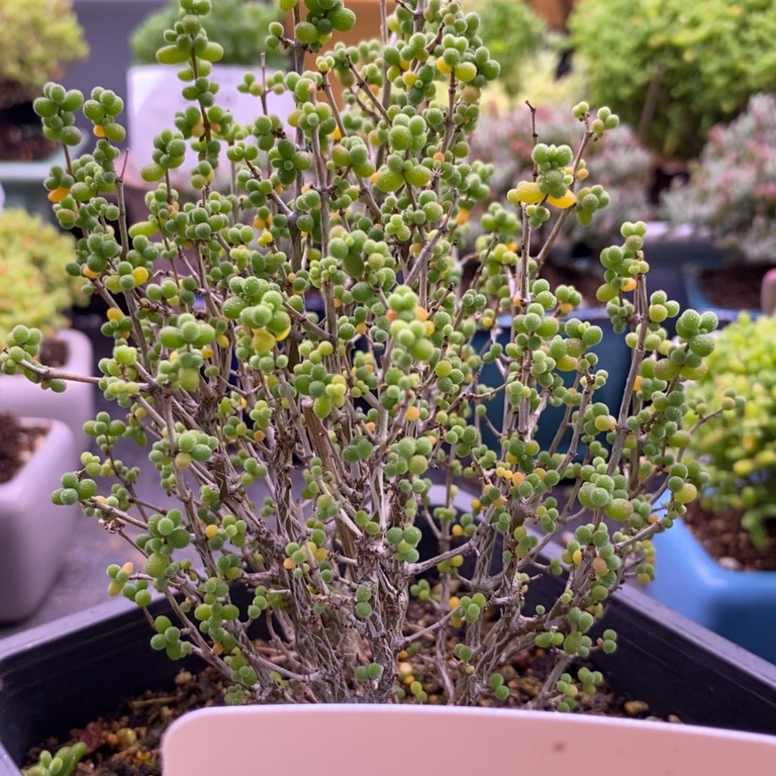 白**女816糖豆米。      