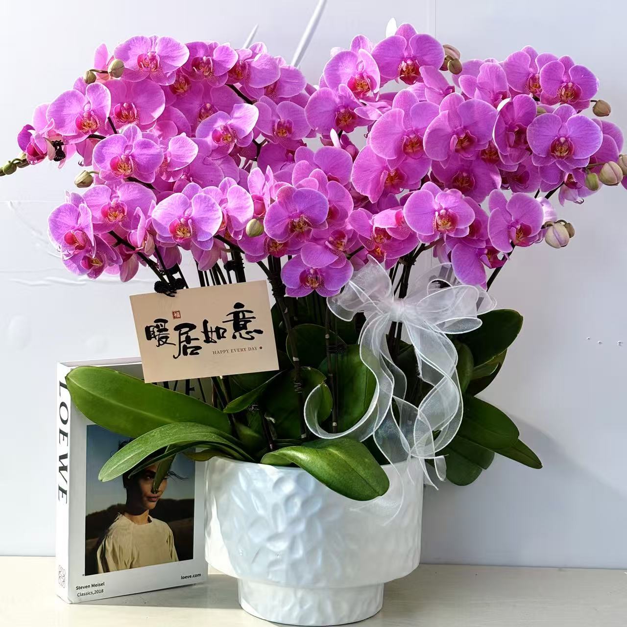 鼎胜【俏丽佳人】蝴蝶兰盆栽花卉观花植物室内四季开花陶瓷盆6-10