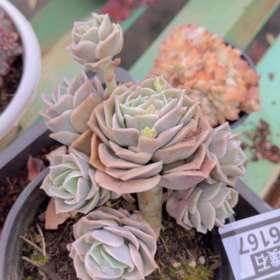 【闪购商品】可爱玫瑰06167