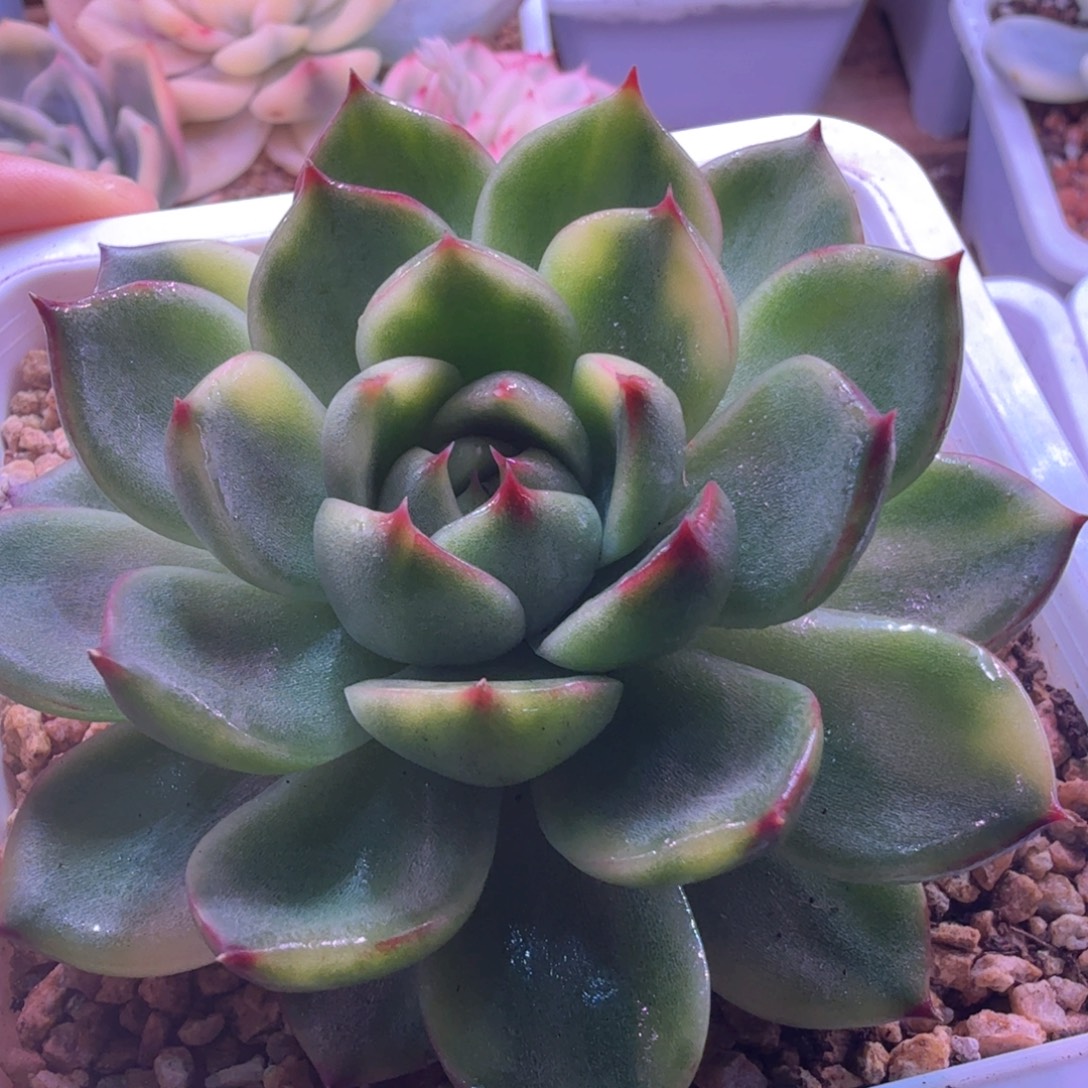 月亮石锦 多肉植物
