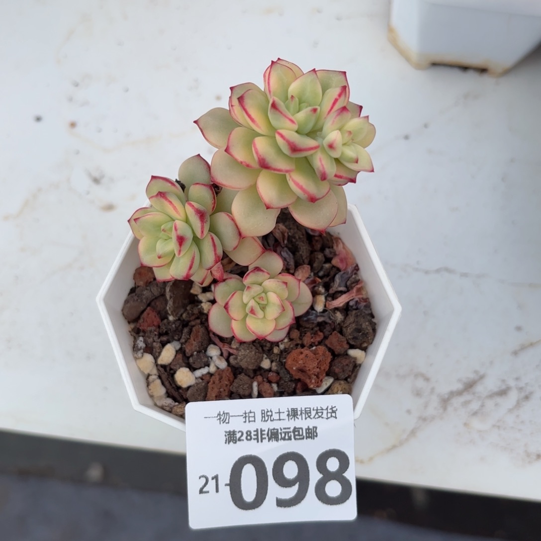 探戈锦有砍多肉多肉