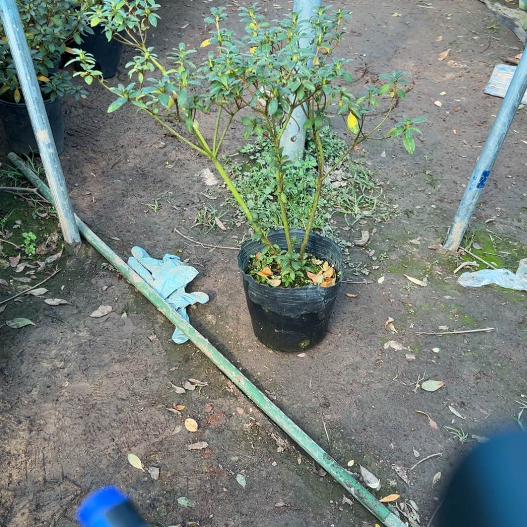 小***园完全开放求子杜鹃