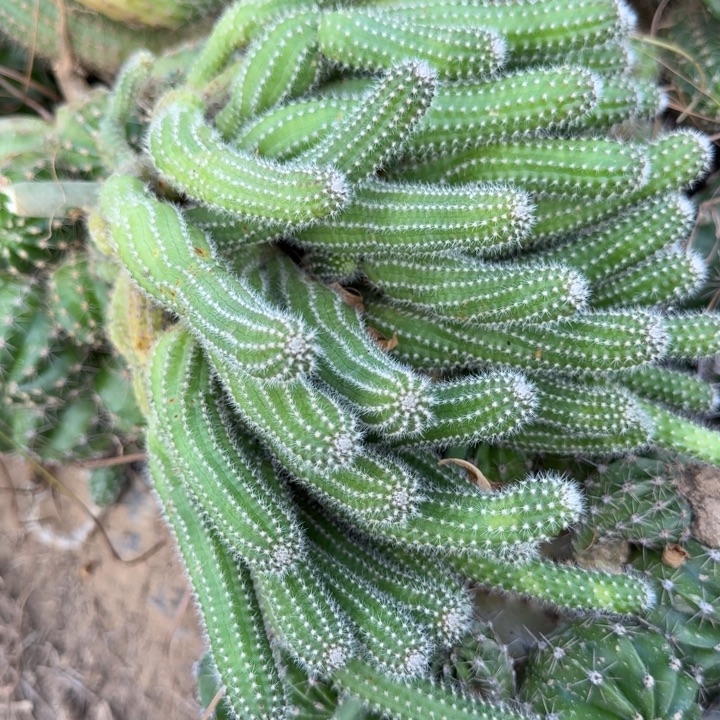 白檀仙人掌群生一群292