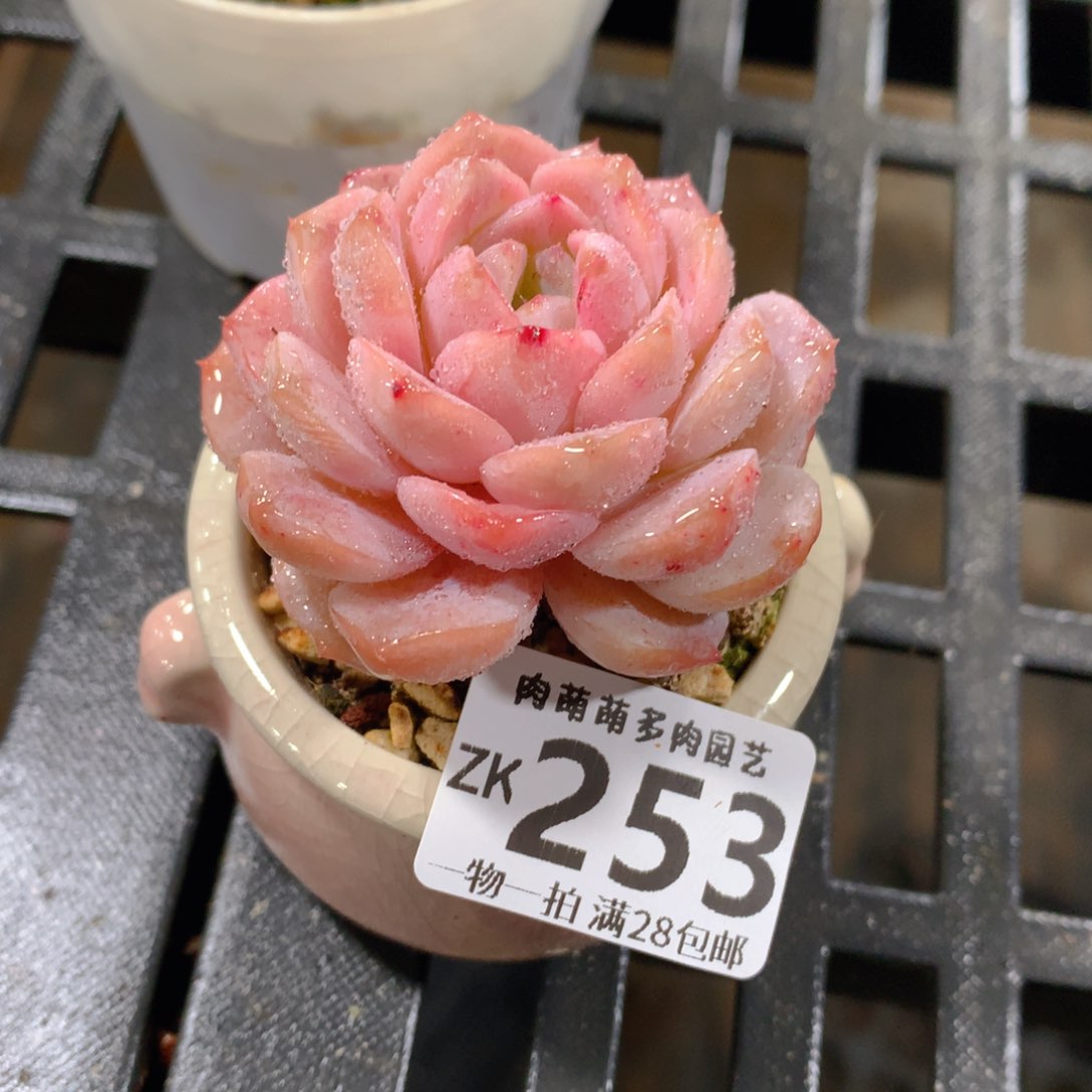 肉萌萌拇指盆精控多肉ZK253