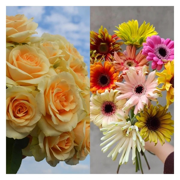 【工厂直发】玫瑰10支+弗朗混色10支