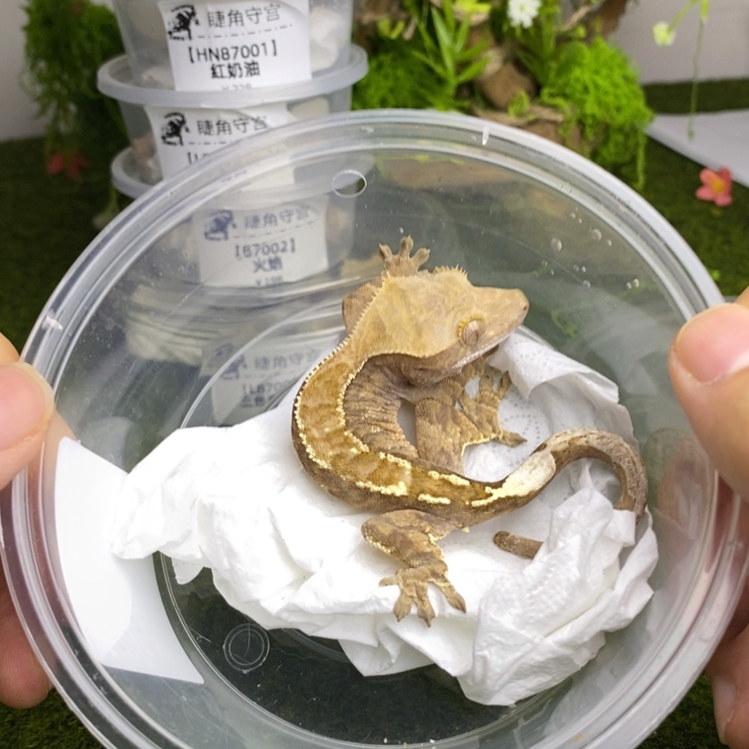 睫角守宫睫角守宫卡布奇诺111