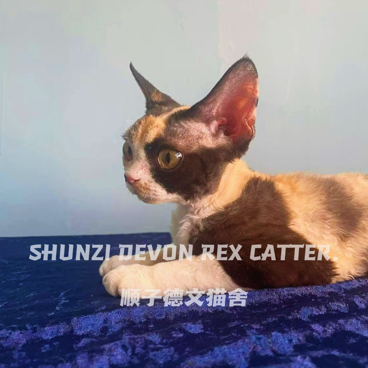三花鼻贴德文卷毛猫妹妹（小鼻贴+超级粘人）