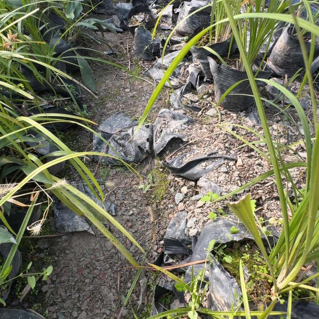 当前无花栽培后可以开花A**事兰花