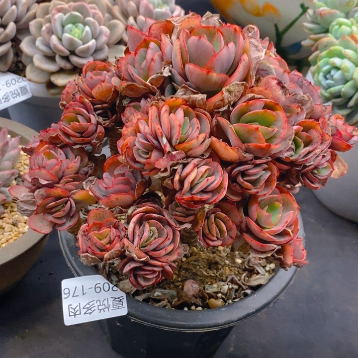 夏悦多肉0209-秀妍