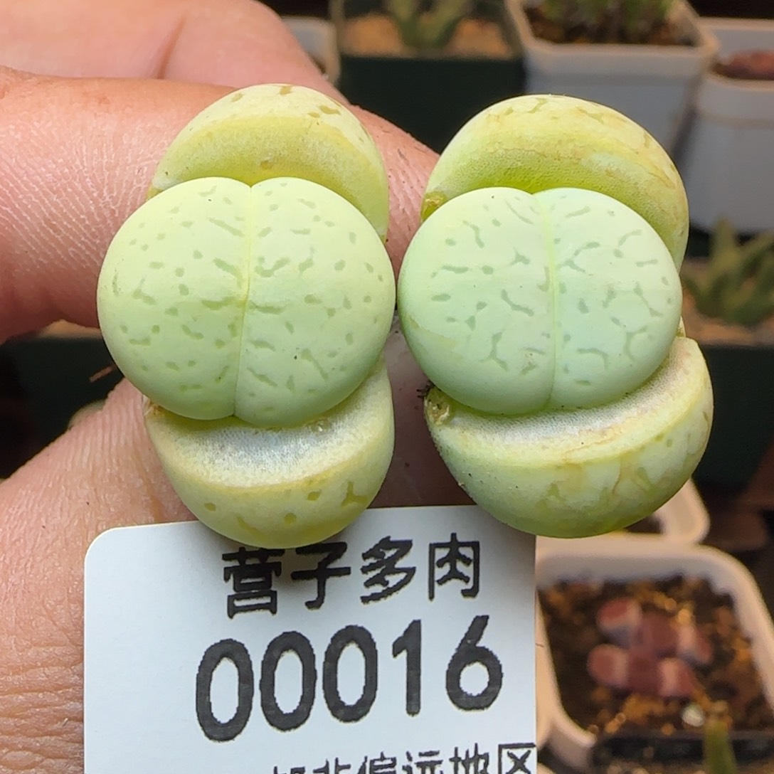 绿灵耀。            