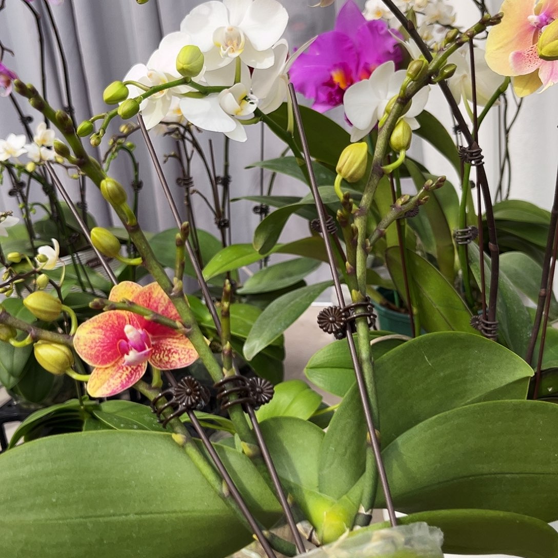 标***佛大部分花苞少量开放040