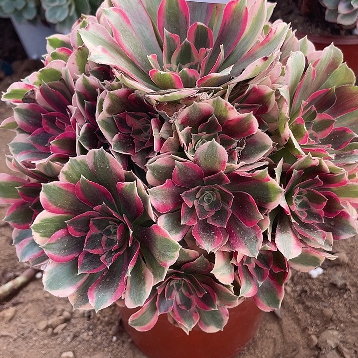 965粉女郎多肉植物