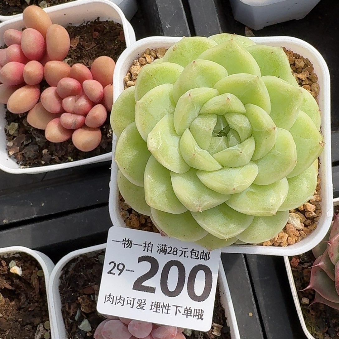 梨花白无盆土发货