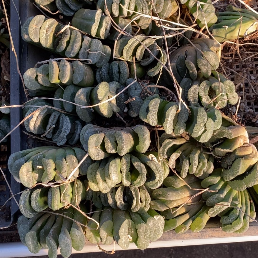 1313 一颗实生宽叶玉扇 双11福利