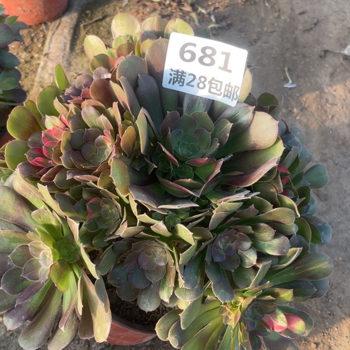 681一号棚七彩多肉