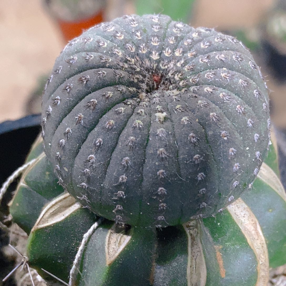 无花朵福利士童缀化935