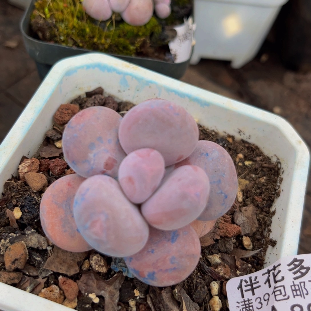 896/5cm蛋黄奶多肉植物